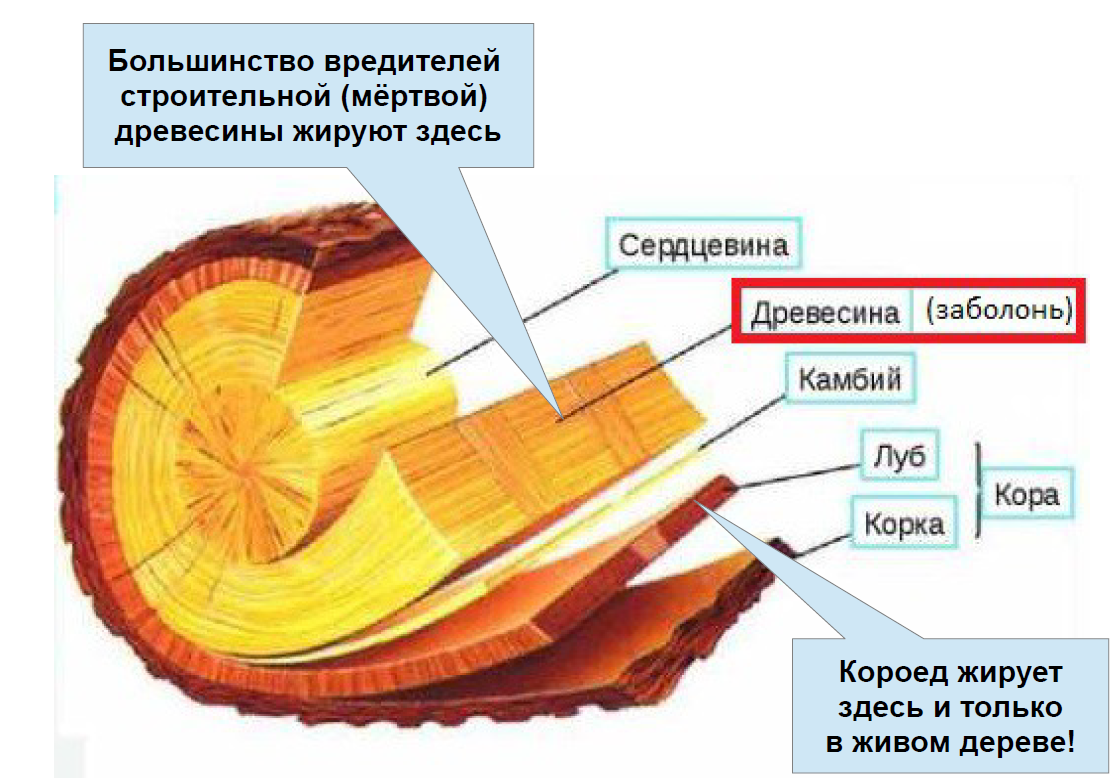 Какие жуки могут жить в деревянном доме. Виды - Дезцентр-Русь